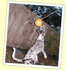 Elmer playing Volleyball