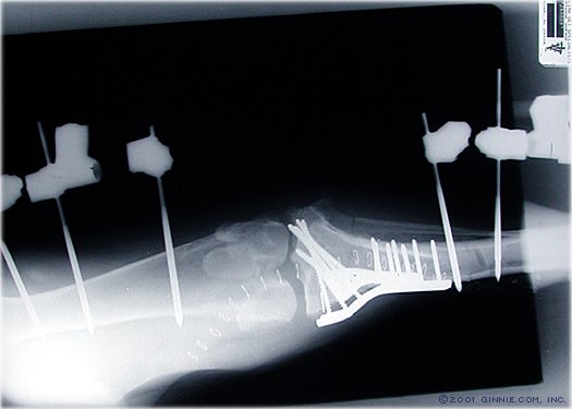 Radiograph of Jabber's leg
