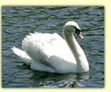 Young swan