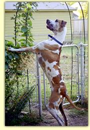 George in backyard