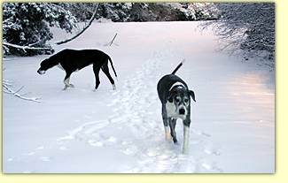 Snow bunnies