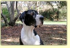 Jabber in the yard, December