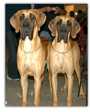 Two fawn great danes