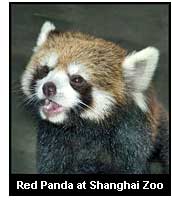 Red Panda at the Shanghai Zoo