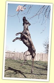 Grendel jumping