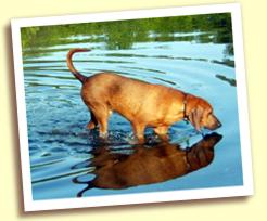 Leon in pond