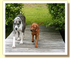 Leon & Merlin on dock