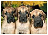 Great Dane Links Directory