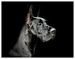 Great Dane Portraits