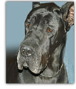 Black Dane, French