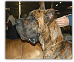 Brindle Dane, French