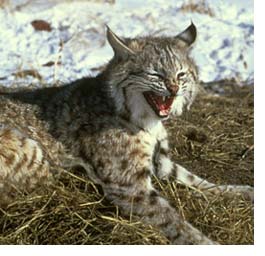 bobcat