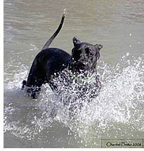 Tiger splashing