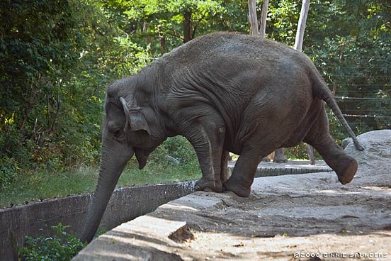 Berlin Zoo