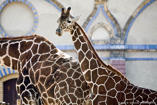 Berlin Zoo